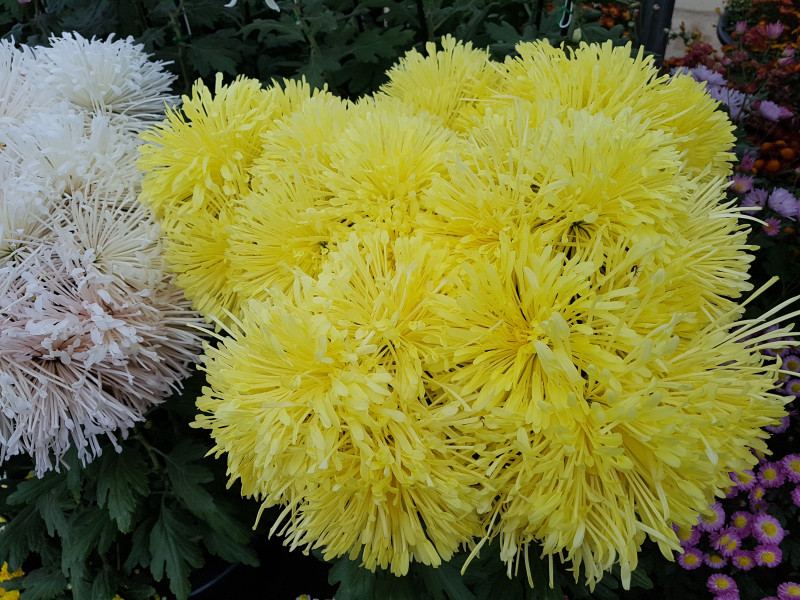196fb8b72d03201e7b8c0d8c9908faa7_1508377